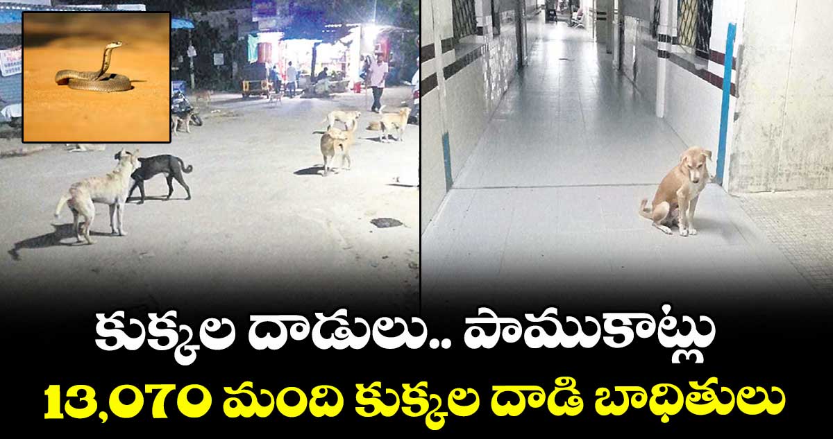 కుక్కల దాడులు.. పాముకాట్లు..13,070 మంది కుక్కల దాడి బాధితులు
