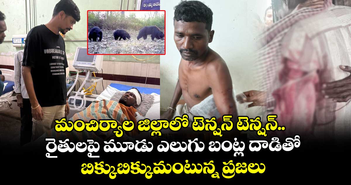 మంచిర్యాల జిల్లాలో టెన్షన్ టెన్షన్.. రైతులపై మూడు ఎలుగు బంట్ల దాడితో బిక్కుబిక్కుమంటున్న ప్రజలు