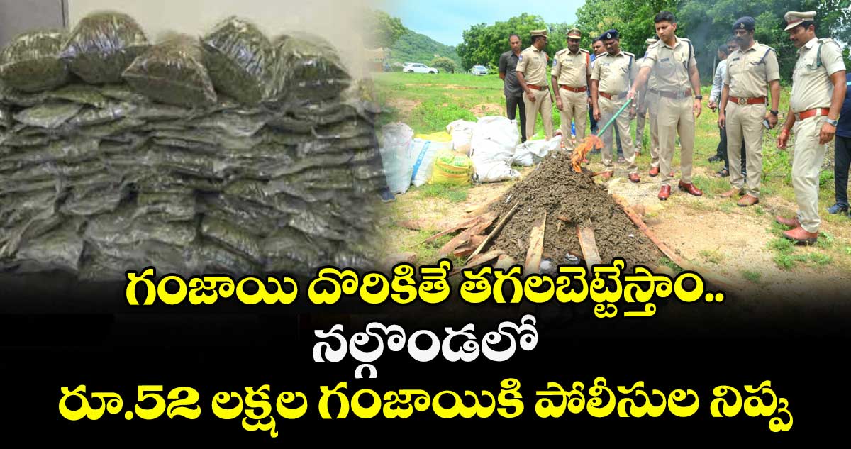 గంజాయి దొరికితే తగలబెట్టేస్తాం.. నల్గొండలో రూ.52 లక్షల గంజాయికి పోలీసుల నిప్పు