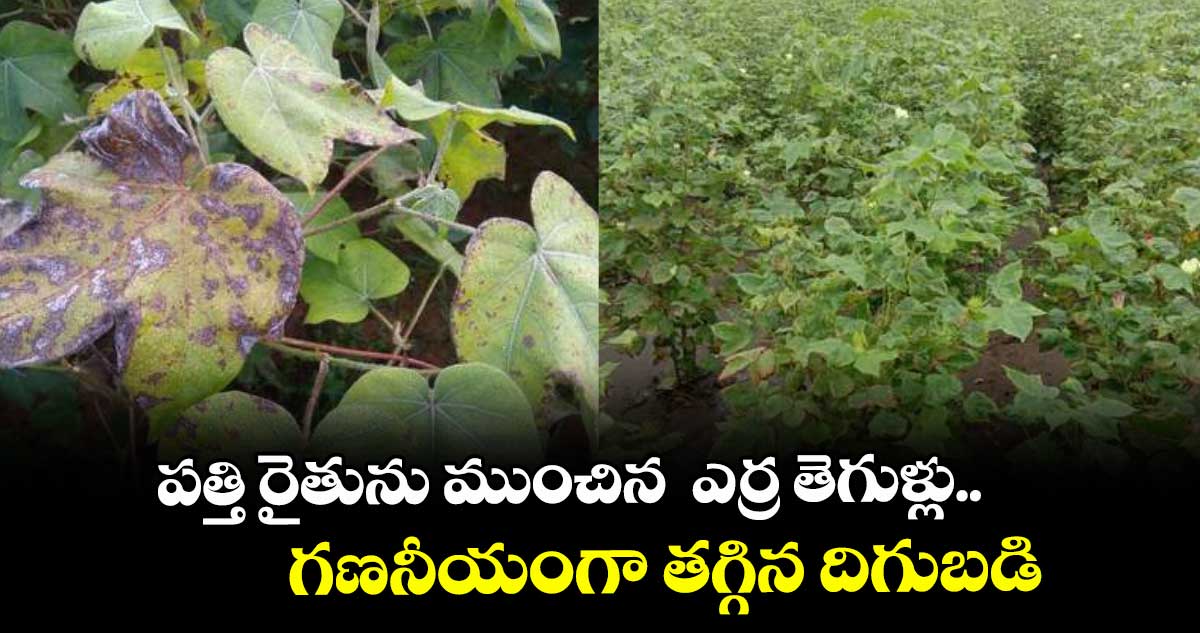 పత్తి రైతును ముంచిన  ఎర్ర తెగుళ్లు..గణనీయంగా తగ్గిన దిగుబడి