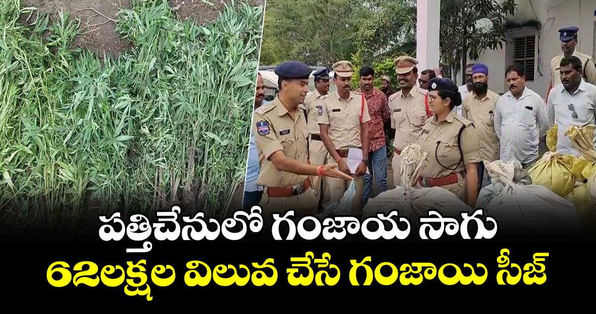 పత్తిచేనులో గంజాయ సాగు...62లక్షల విలువ చేసే గంజాయి సీజ్