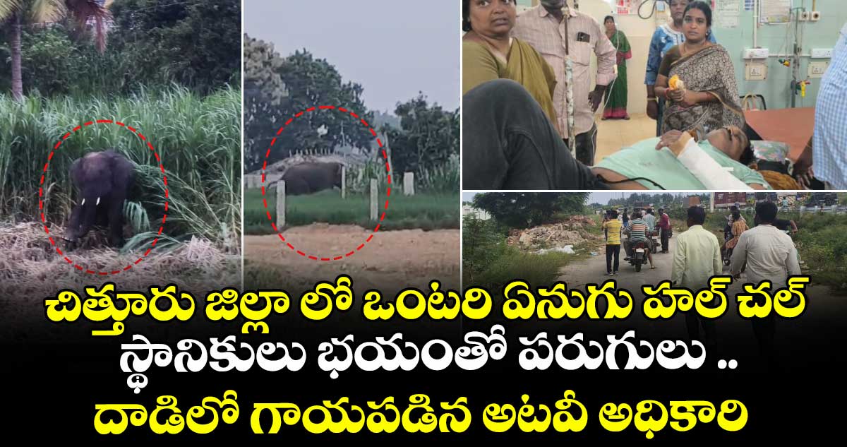 చిత్తూరు జిల్లా లో ఒంటరి ఏనుగు హల్ చల్.. స్థానికులు భయంతో పరుగులు .. దాడిలో గాయపడిన అటవీ అధికారి