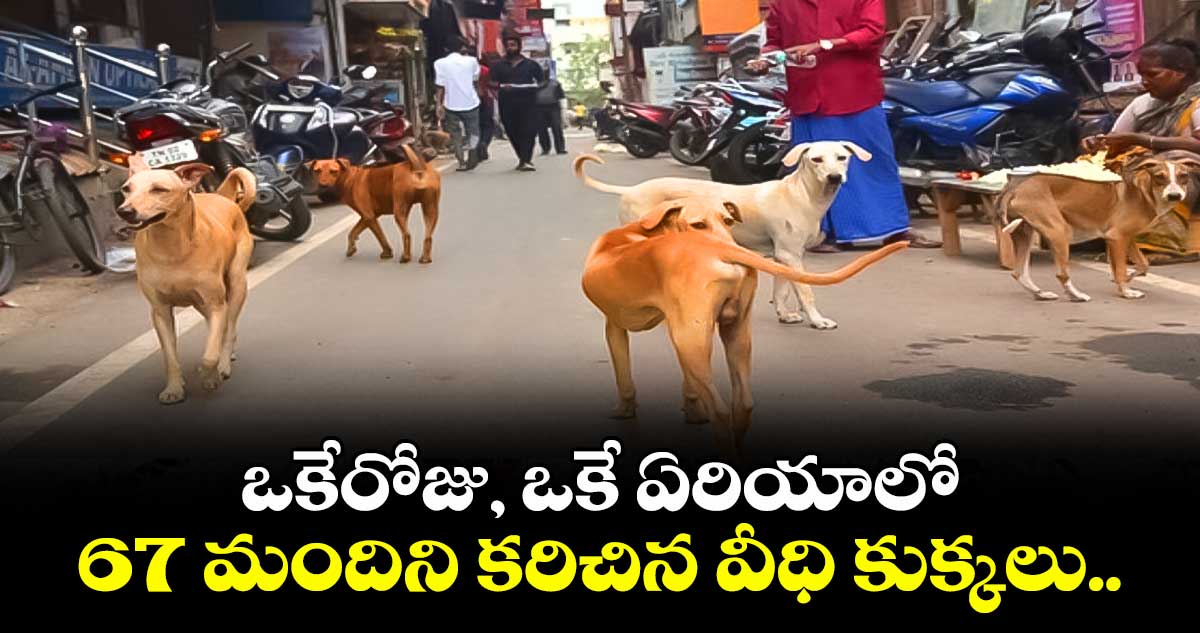 ముంబైలో వీధి కుక్కల హల్చల్: ఒకేరోజు, ఒకే ఏరియాలో 67 మందిని కరిచిన వీధి కుక్కలు.. ఆసుపత్రులకు పరుగులు..