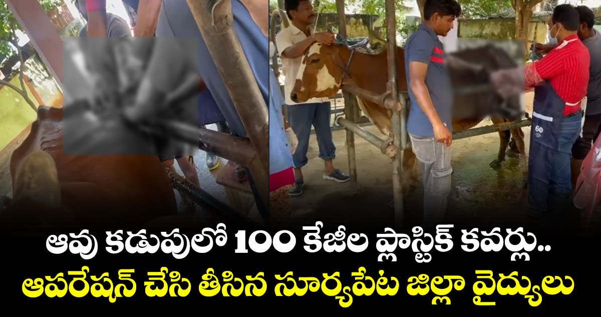 ఆవు కడుపులో 100 కేజీల ప్లాస్టిక్ కవర్లు.. ఆపరేషన్ చేసి తీసిన సూర్యపేట జిల్లా వైద్యులు 