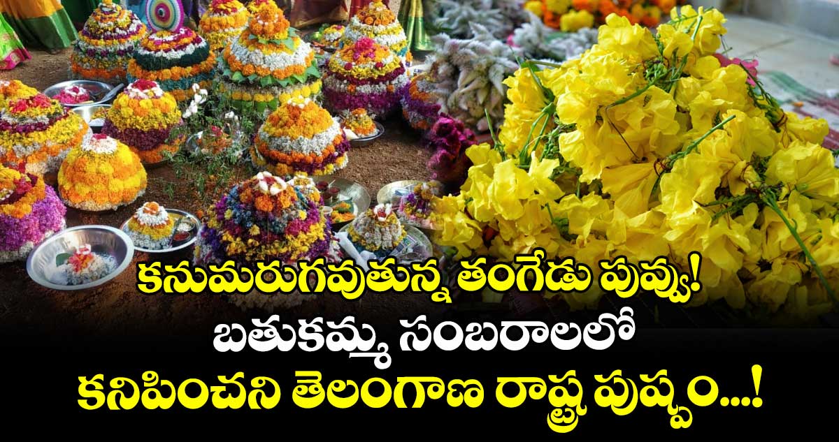 కనుమరుగవుతున్న తంగేడు పువ్వు! బతుకమ్మ సంబరాలలో కనిపించని తెలంగాణ రాష్ట్ర పుష్పం...!