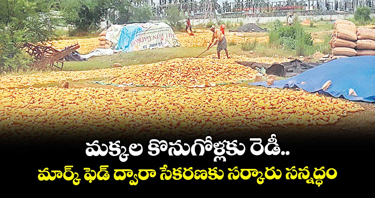 మక్కల కొనుగోళ్లకు రెడీ.. మార్క్ ఫెడ్ ద్వారా సేకరణకు సర్కారు సన్నద్ధం