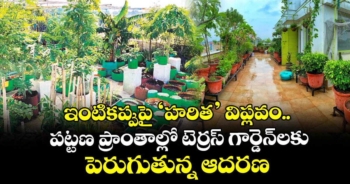 ఇంటికప్పుపై ‘హరిత’ విప్లవం.. పట్టణ ప్రాంతాల్లో టెర్రస్ గార్డెన్‌‌‌‌లకు పెరుగుతున్న ఆదరణ