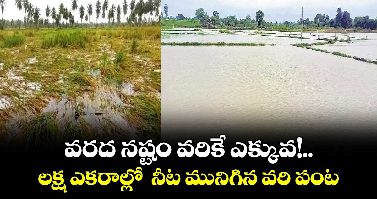 వరద నష్టం వరికే ఎక్కువ!..లక్ష ఎకరాల్లో నీట మునిగిన వరి పంట