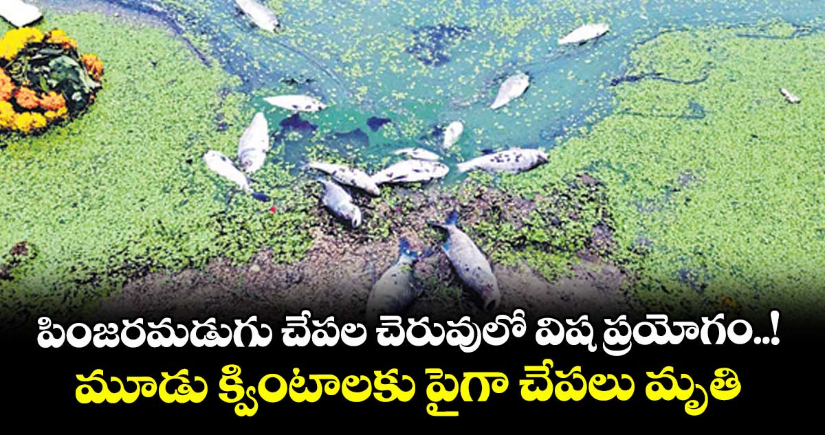 పింజరమడుగు చేపల చెరువులో విష ప్రయోగం..! మూడు క్వింటాలకు పైగా చేపలు మృతి