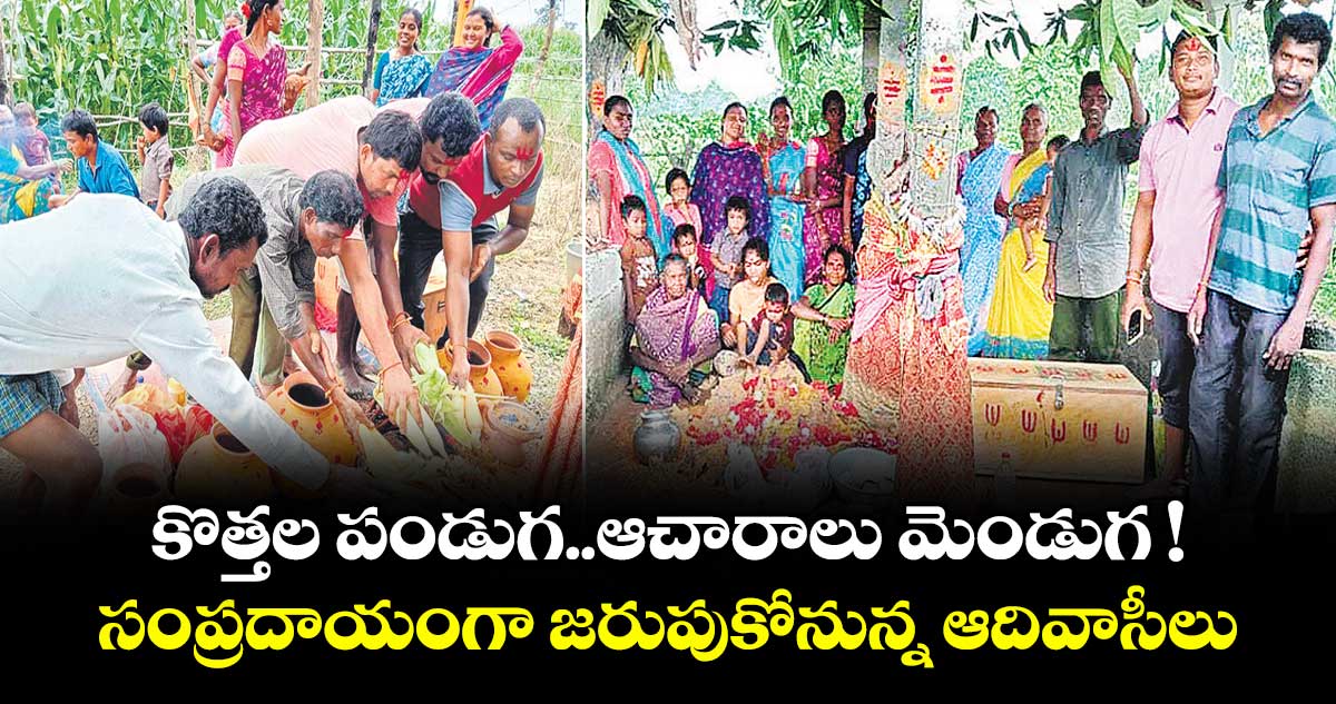 కొత్తల పండుగ..ఆచారాలు మెండుగ !...సంప్రదాయంగా జరుపుకోనున్న ఆదివాసీలు