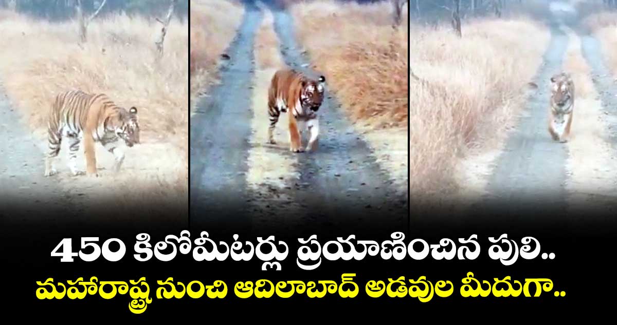 450 కిలోమీటర్లు ప్రయాణించిన పులి.. మహారాష్ట్ర నుంచి ఆదిలాబాద్ అడవుల మీదుగా..