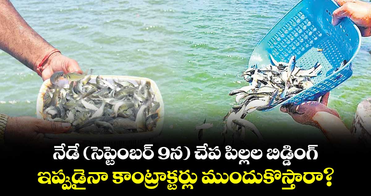 నేడే (సెప్టెంబర్ 9న) చేప పిల్లల బిడ్డింగ్ ..ఇప్పుడైనా కాంట్రాక్టర్లు ముందుకొస్తారా?