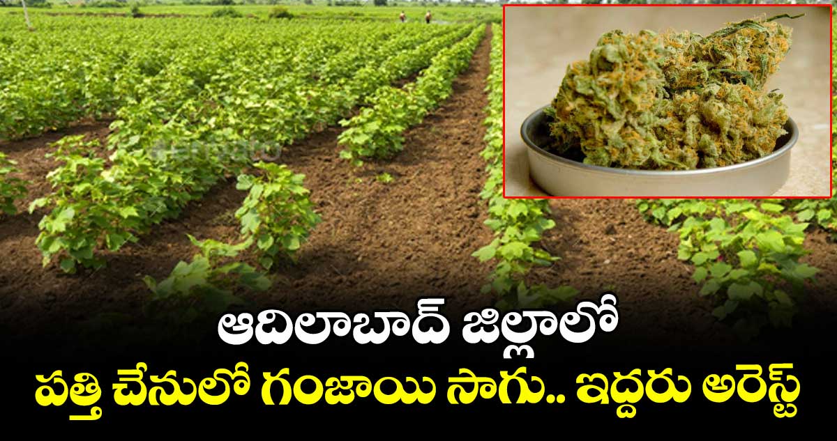 ఆదిలాబాద్ జిల్లాలో పత్తి చేనులో గంజాయి సాగు.. ఇద్దరు అరెస్ట్