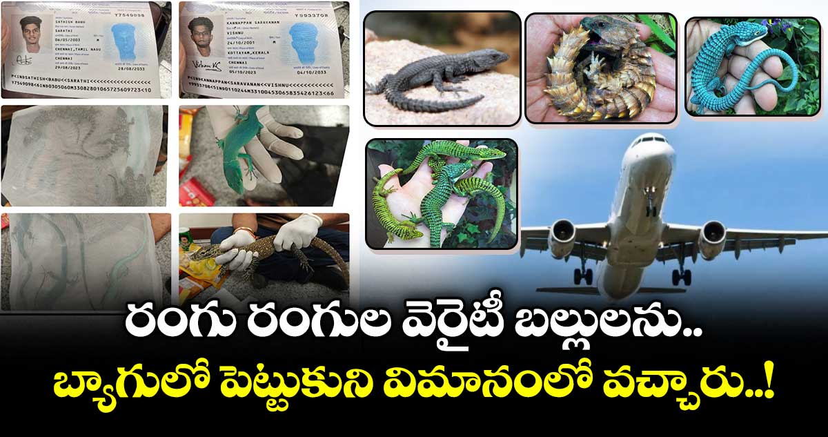 రంగు రంగుల వెరైటీ బల్లులను.. బ్యాగులో పెట్టుకుని విమానంలో వచ్చారు..!