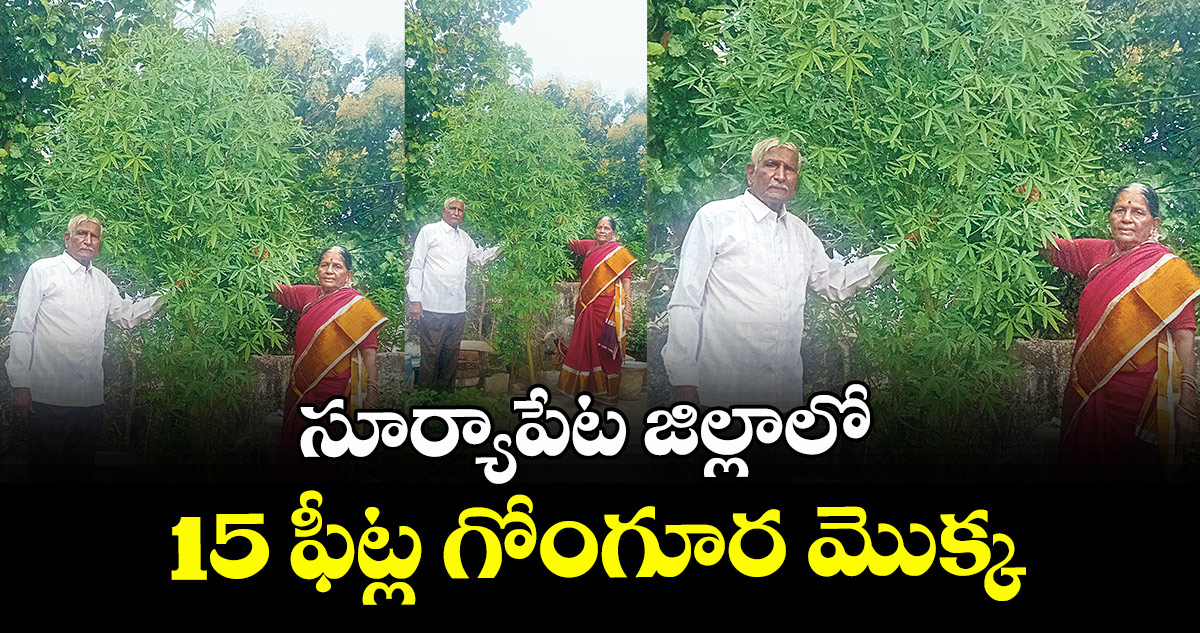 సూర్యాపేట జిల్లాలో 15 ఫీట్ల గోంగూర మొక్క