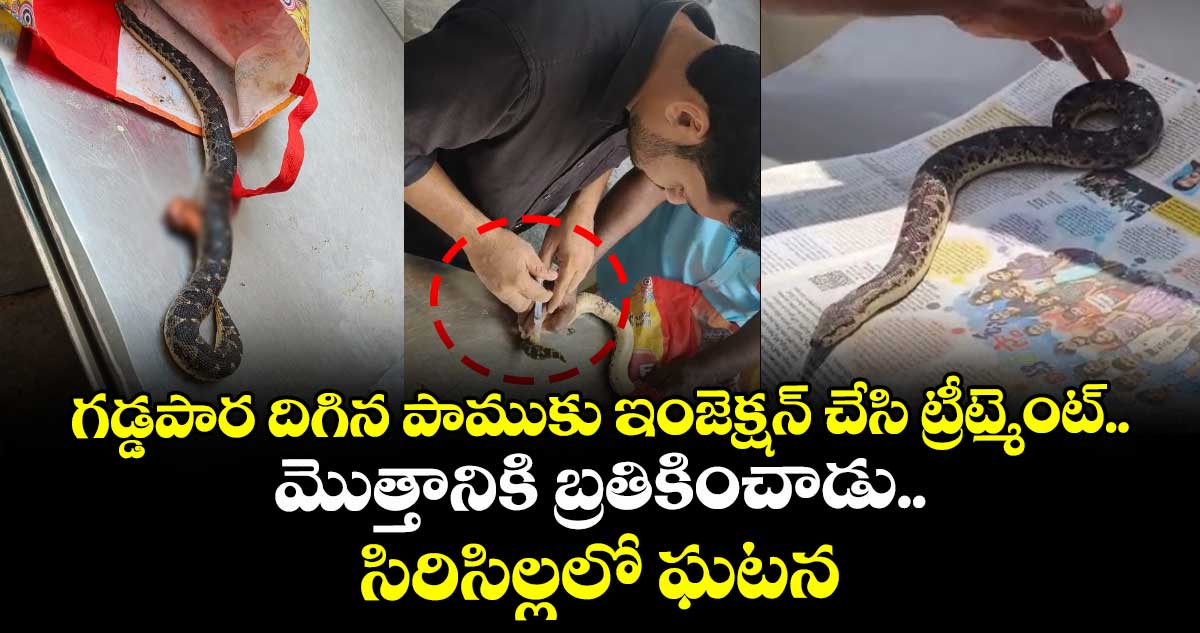 గడ్డపార దిగిన పాముకు ఇంజెక్షన్ చేసి ట్రీట్మెంట్.. మొత్తానికి బ్రతికించాడు.. సిరిసిల్లలో ఘటన