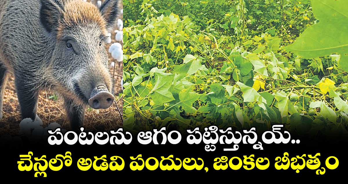 పంటలను ఆగం పట్టిస్తున్నయ్.. చేన్లలో అడవి పందులు, జింకల బీభత్సం