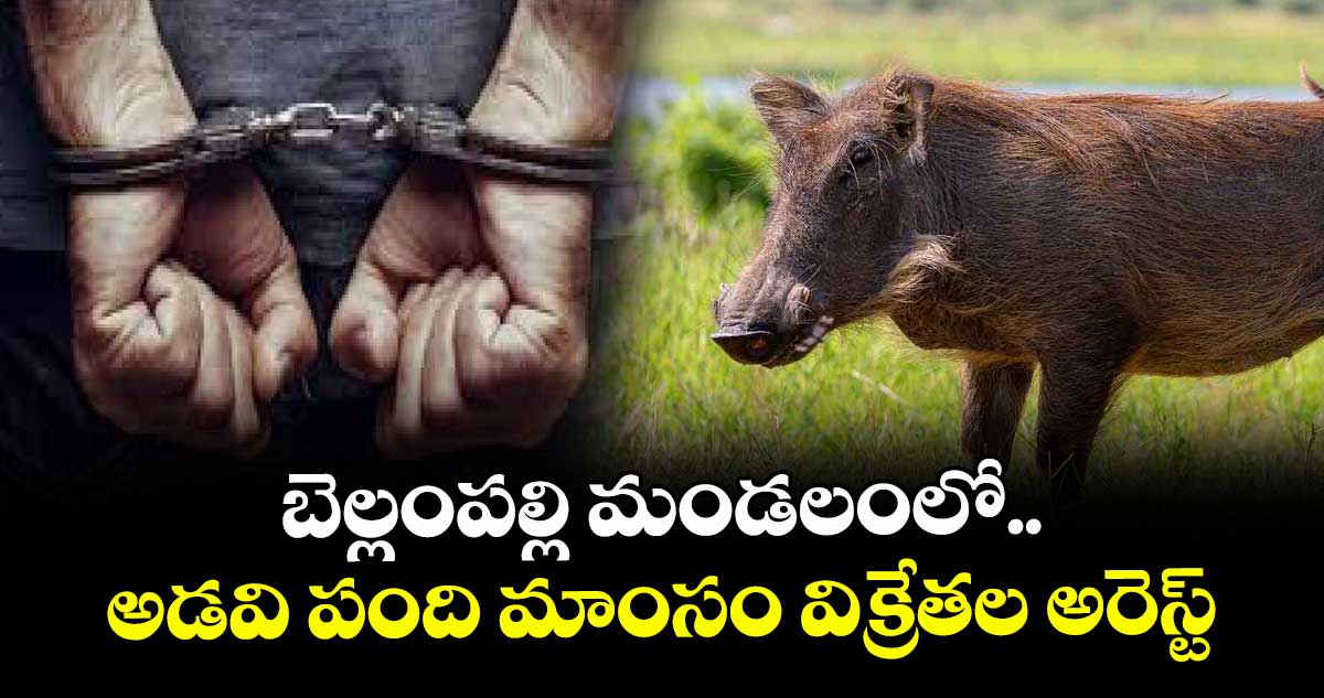 బెల్లంపల్లి మండలంలో అడవి పంది మాంసం విక్రేతల అరెస్ట్
