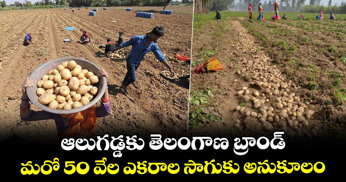 ఆలుగడ్డకు తెలంగాణ బ్రాండ్..మరో 50 వేల ఎకరాల సాగుకు అనుకూలం 