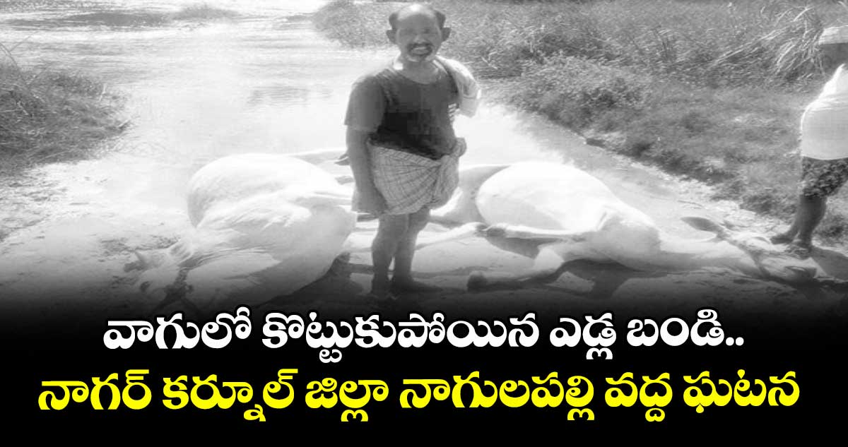 వాగులో కొట్టుకుపోయిన ఎడ్ల బండి... నాగర్ కర్నూల్ జిల్లా నాగులపల్లి వద్ద ఘటన