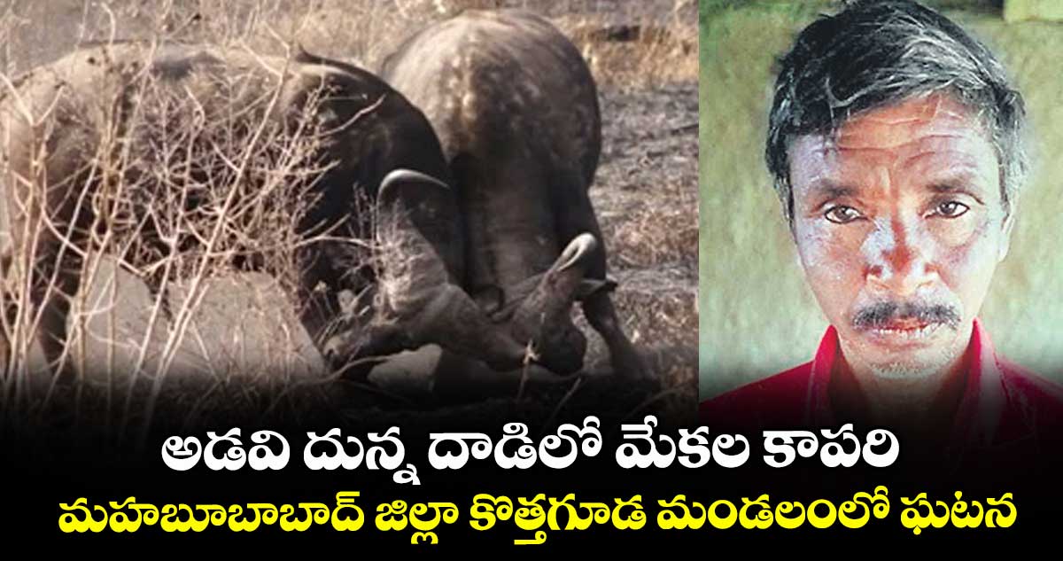 అడవి దున్న దాడిలో మేకల కాపరి..మహబూబాబాద్‌‌ జిల్లా  కొత్తగూడ మండలంలో ఘటన