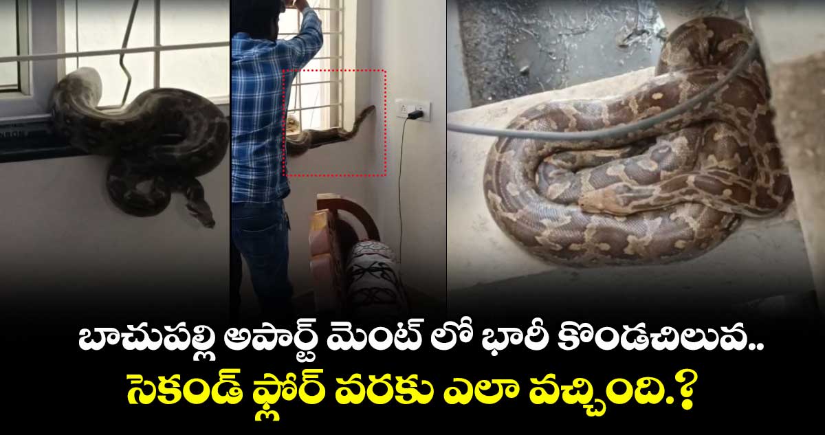 బాచుపల్లి అపార్ట్ మెంట్ లో భారీ కొండచిలువ..సెకండ్ ఫ్లోర్ వరకు ఎలా వచ్చింది.?