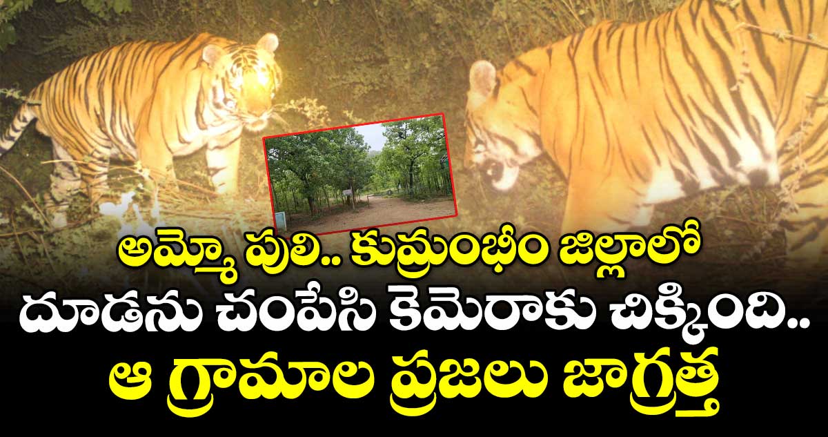అమ్మో పులి.. కుమ్రంభీం జిల్లాలో దూడను చంపేసి కెమెరాకు చిక్కింది.. ఆ గ్రామాల ప్రజలు జాగ్రత్త