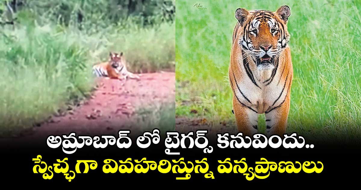 అమ్రాబాద్ లో టైగర్స్ కనువిందు..స్వేచ్ఛగా వివహరిస్తున్న వన్యప్రాణులు