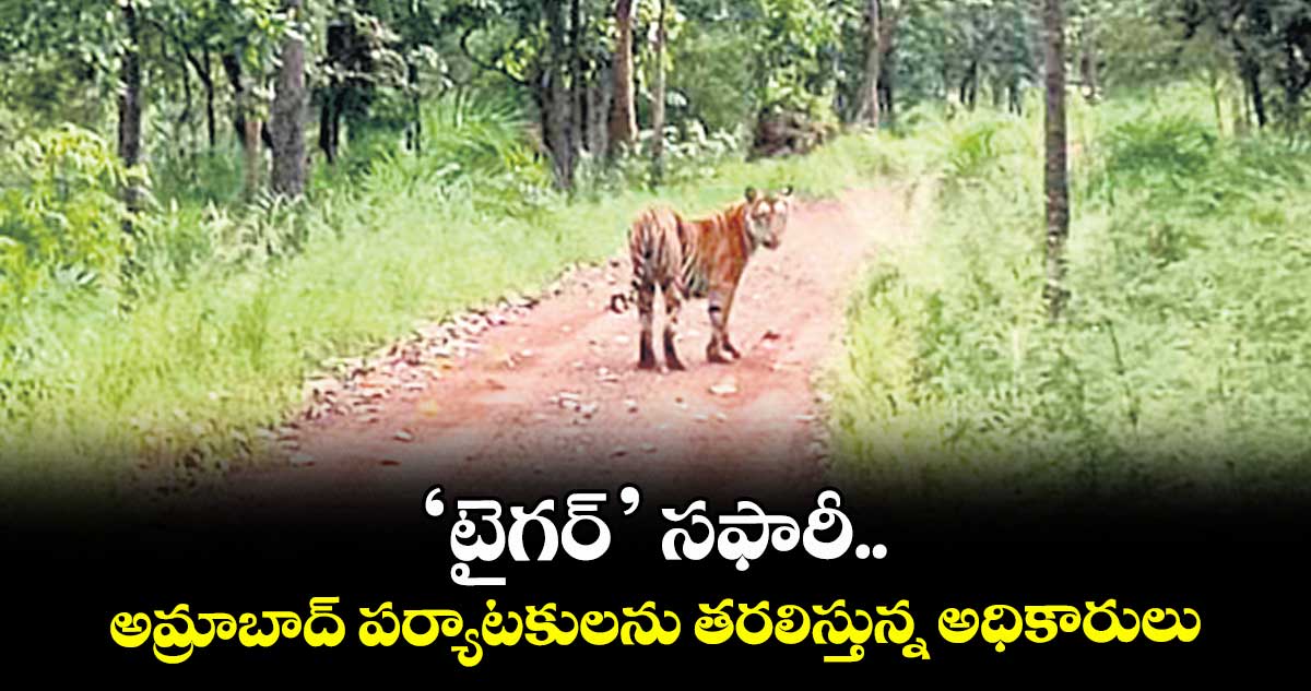‘టైగర్‌‌‌‌’ సఫారీ..  అమ్రాబాద్ పర్యాటకులను తరలిస్తున్న అధికారులు