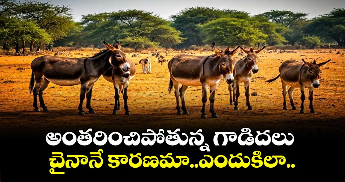 అంతరించిపోతున్న గాడిదలు: చైనానే కారణమా..ఎందుకిలా..