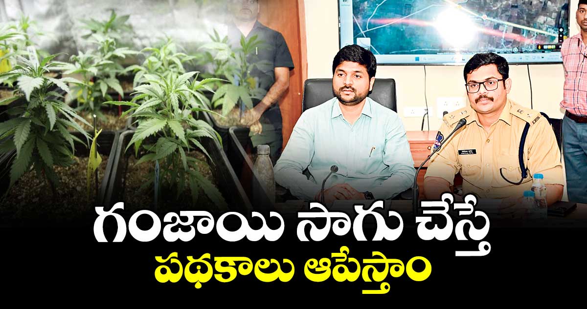 గంజాయి సాగు చేస్తే పథకాలు ఆపేస్తాం