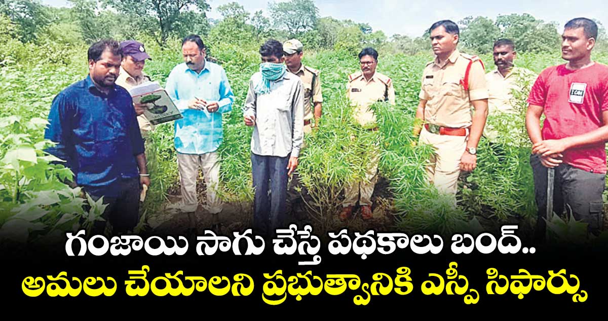 గంజాయి సాగు చేస్తే పథకాలు బంద్.. అమలు చేయాలని ప్రభుత్వానికి ఎస్పీ సిఫార్సు