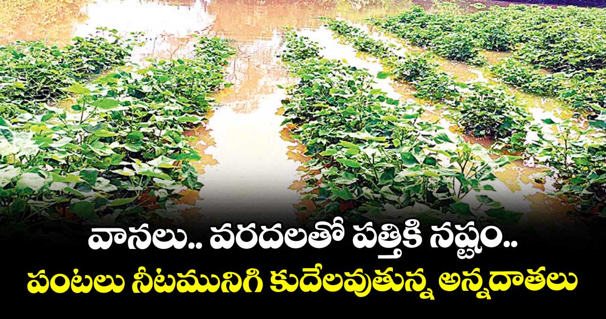 వానలు.. వరదలతో పత్తికి నష్టం.. పంటలు నీటమునిగి కుదేలవుతున్న అన్నదాతలు