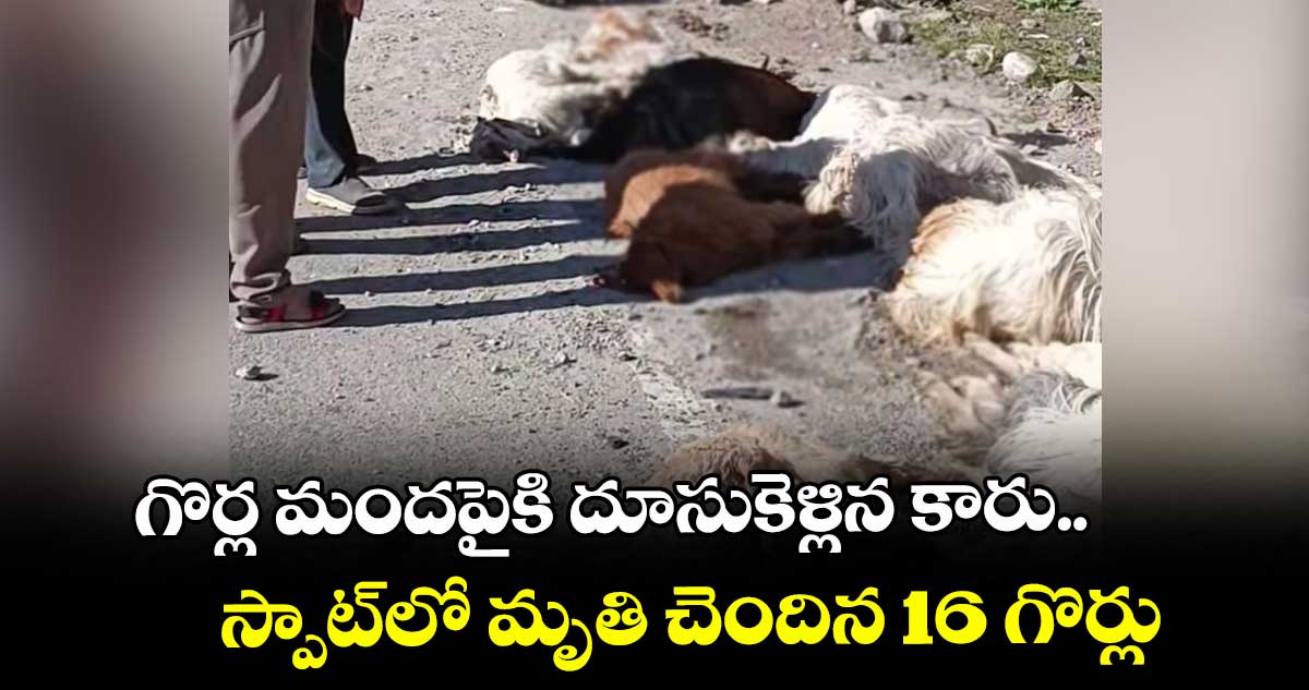 గొర్ల మందపైకి దూసుకెళ్లిన కారు.. స్పాట్లో మృతి చెందిన 16 గొర్లు