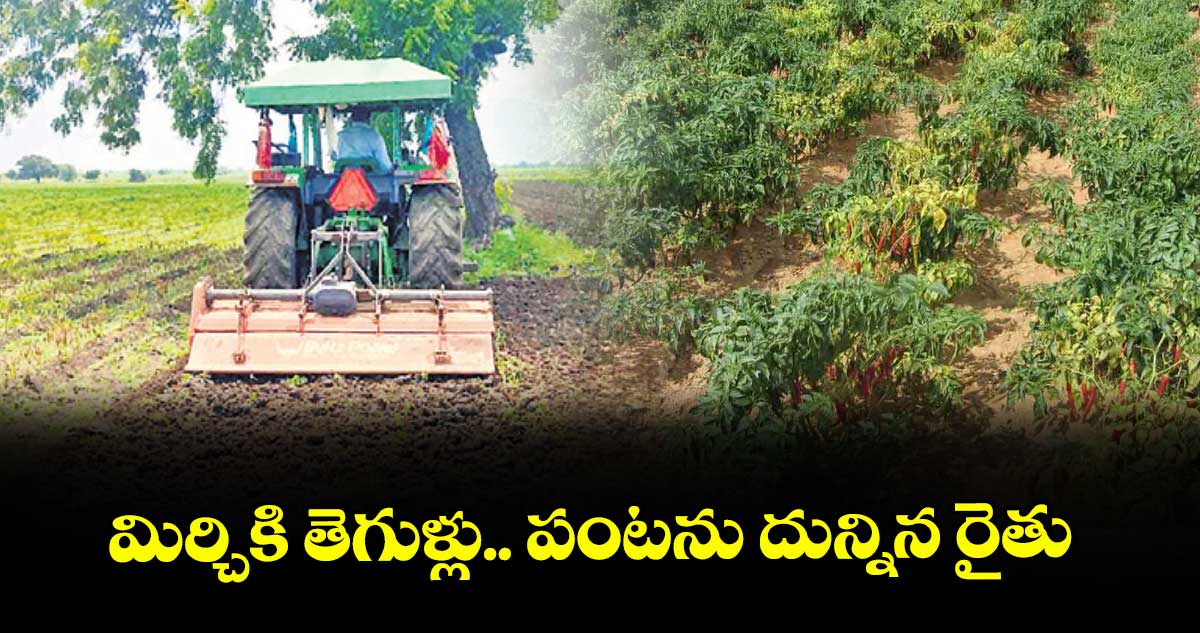 మిర్చికి తెగుళ్లు.. పంటను దున్నిన రైతు