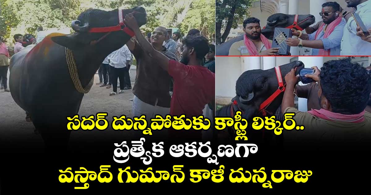 సదర్ దున్నపోతుకు కాస్ట్లీ లిక్కర్.. ప్రత్యేక ఆకర్షణగా వస్తాద్ గుమాన్ కాళీ దున్నరాజు