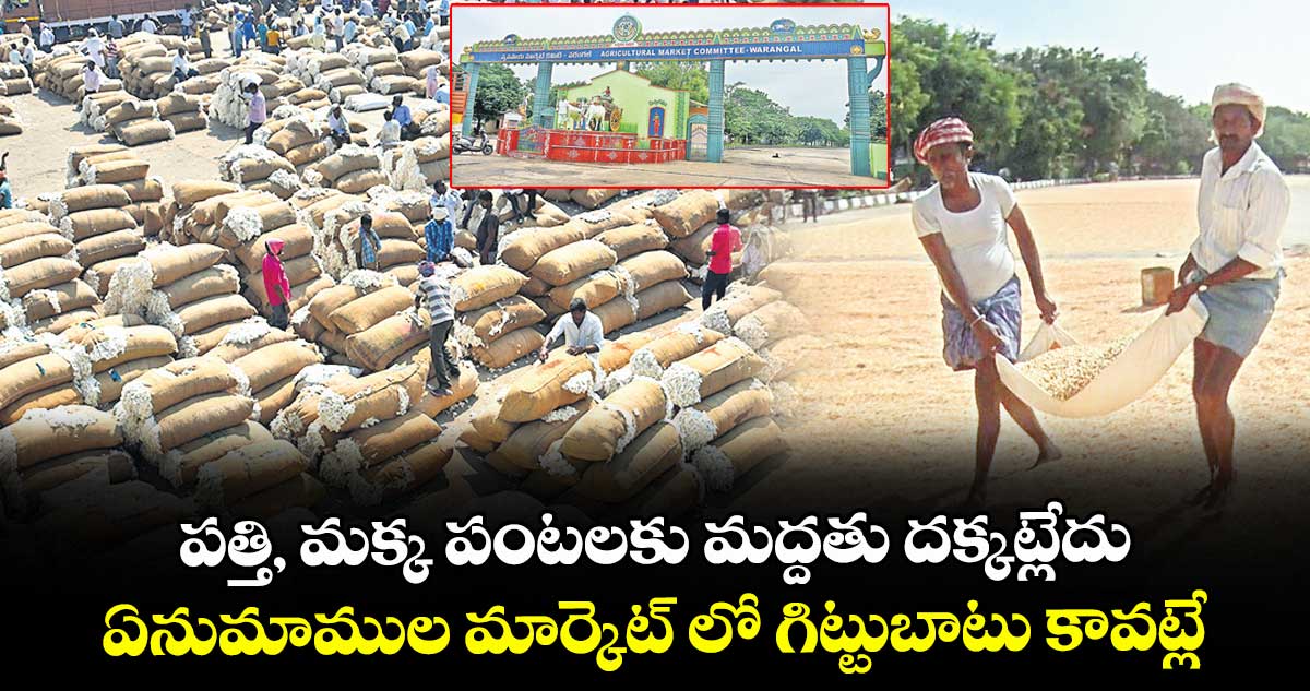 పత్తి, మక్క పంటలకు మద్దతు దక్కట్లేదు... ఏనుమాముల మార్కెట్ లో గిట్టుబాటు కావట్లే
