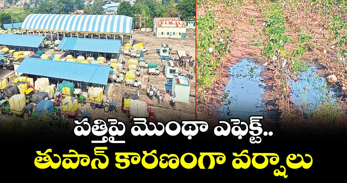 పత్తిపై  మొంథా ఎఫెక్ట్.. తుపాన్ కారణంగా వర్షాలు