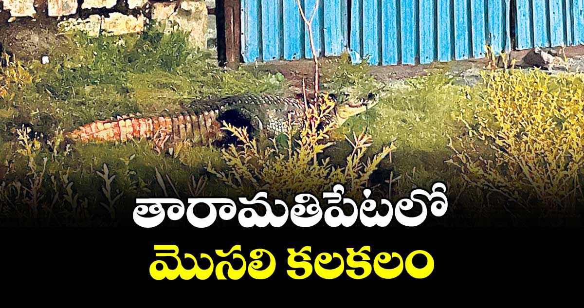 తారామతిపేటలో మొసలి కలకలం