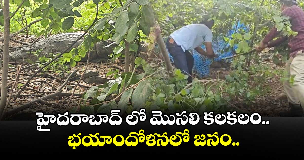 హైదరాబాద్ లో మొసలి కలకలం... భయాందోళనలో జనం..