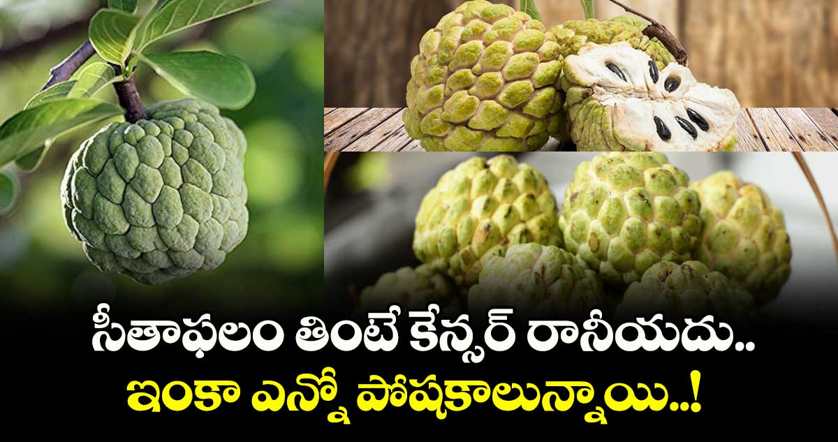 Good Health :  సీతాఫలం తింటే కేన్సర్ రానీయదు.. ఇంకా ఎన్నో పోషకాలున్నాయి..!