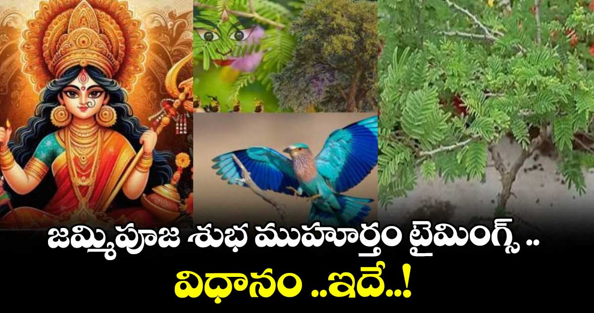 Dasara 2025:  జమ్మిపూజ  శుభ ముహూర్తం టైమింగ్స్ .. విధానం ..ఇదే..! 