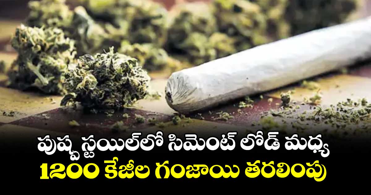 పుష్ప స్టయిల్‌‌లో సిమెంట్ లోడ్ మధ్య  1200 కేజీల గంజాయి  తరలింపు 
