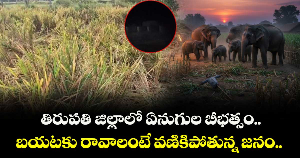 తిరుపతి జిల్లాలో ఏనుగుల బీభత్సం.. బయటకు రావాలంటే వణికిపోతున్న జనం.. 