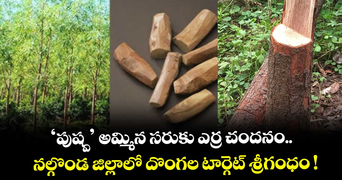‘పుష్ప’ అమ్మిన సరుకు ఎర్ర చందనం.. నల్గొండ జిల్లాలో దొంగల టార్గెట్ శ్రీగంధం !