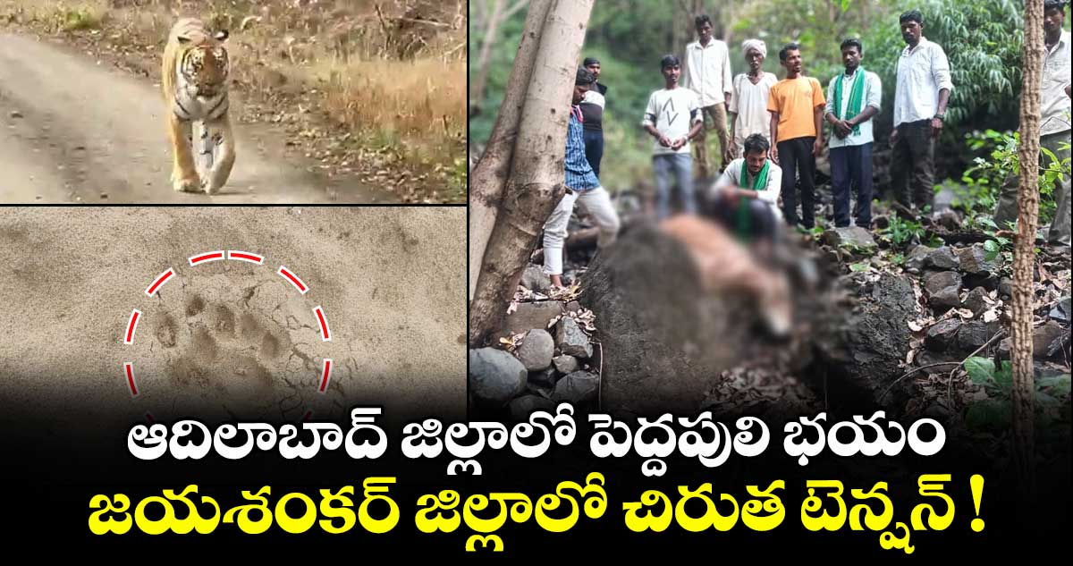 ఆదిలాబాద్ జిల్లాలో పెద్దపులి భయం.. జయశంకర్ జిల్లాలో చిరుత టెన్షన్ !