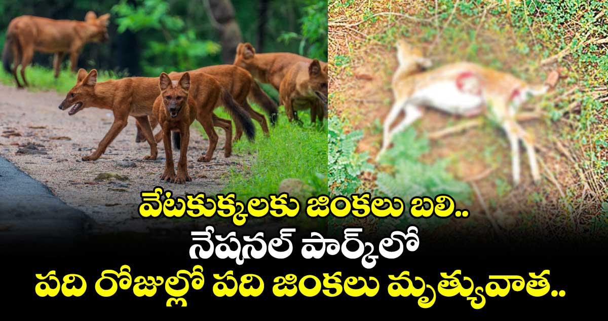 వేటకుక్కలకు జింకలు బలి.. నేషనల్ పార్క్ లో పది రోజుల్లో పది జింకలు మృత్యువాత..