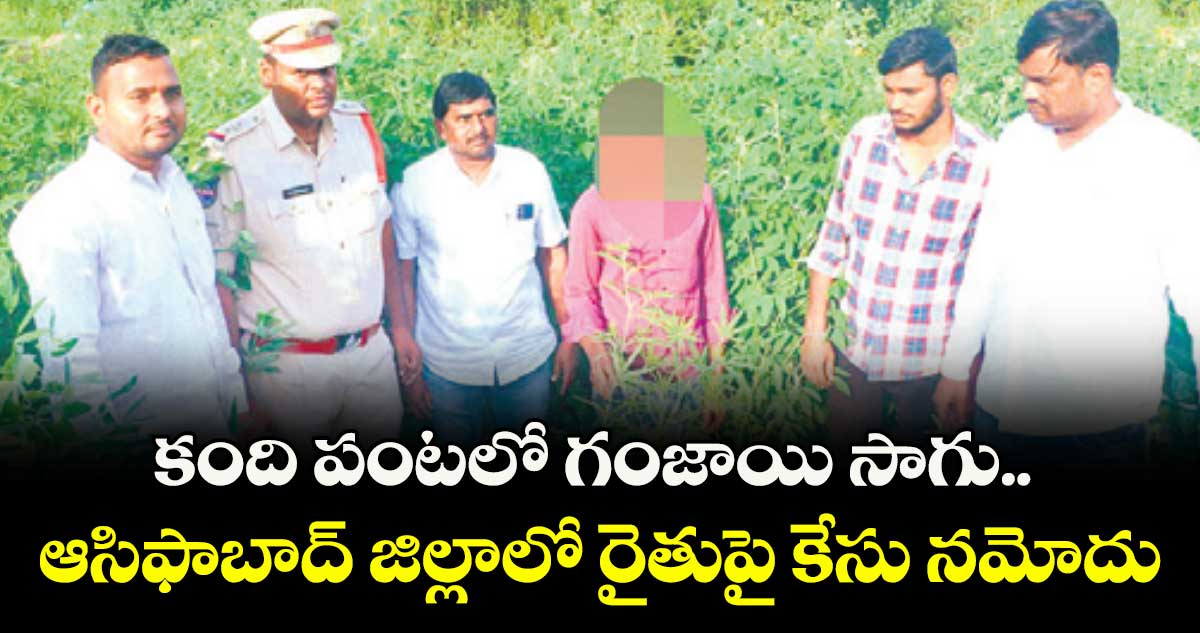 కంది పంటలో గంజాయి సాగు.. ఆసిఫాబాద్ జిల్లాలో రైతుపై కేసు నమోదు