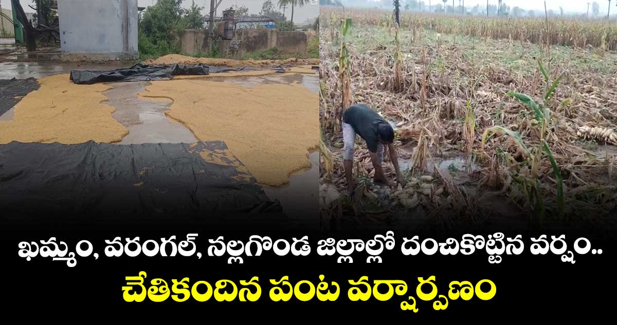 ఖమ్మం, వరంగల్, నల్లగొండ జిల్లాల్లో దంచికొట్టిన వర్షం.. చేతికందిన పంట వర్షార్పణం