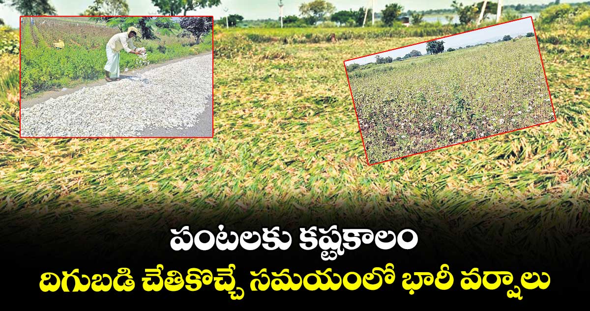 పంటలకు కష్టకాలం.. దిగుబడి చేతికొచ్చే సమయంలో భారీ వర్షాలు
